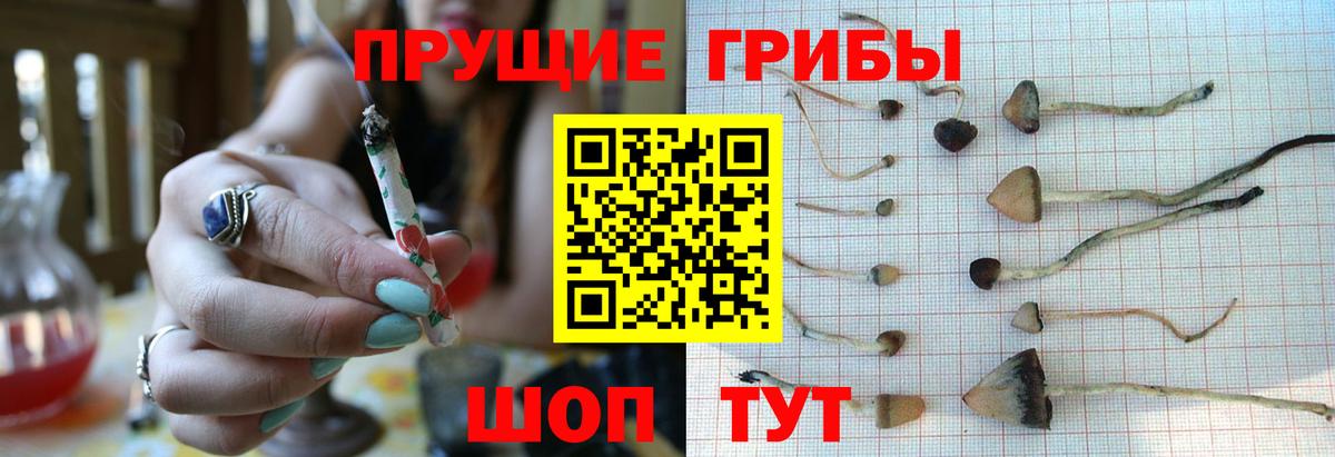 Сибай  Псилоцибиновые грибы Cubensis  Галлюциногенные грибы Cubensis  Вход с VPN 